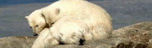 Polar Bears: A Summer Odyssey (2012) (/)
